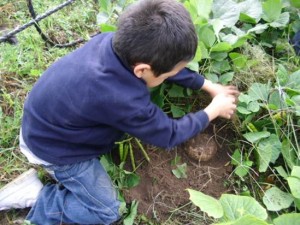 taller de hidroponía y agricultura sustentable (5)