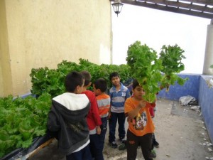 taller de hidroponía y agricultura sustentable